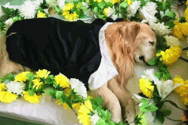 思慕宠物殡葬
