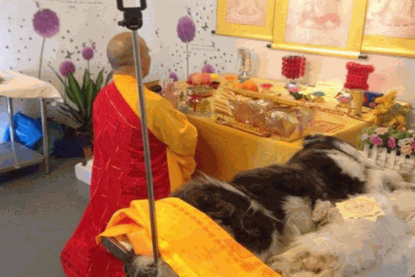 思慕宠物殡葬