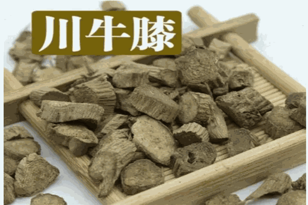 怀地四宝