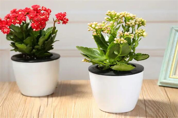 绿植花卉