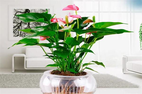 绿植花卉