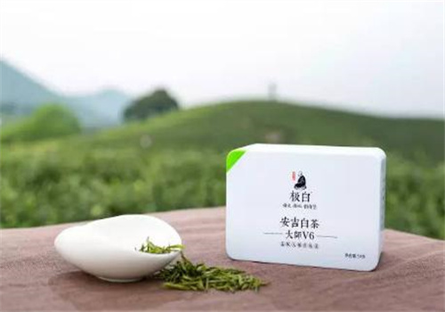 极白白茶