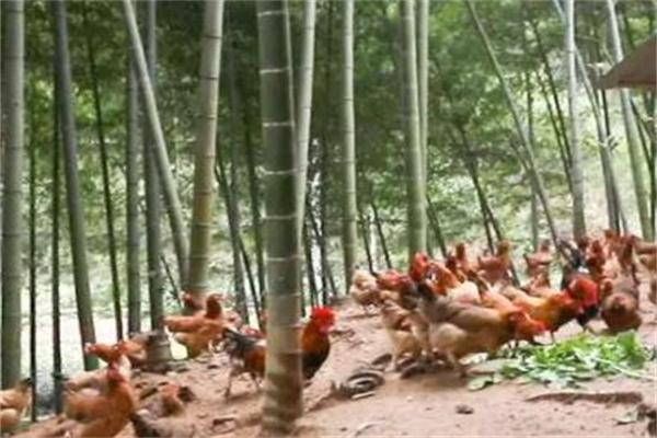 龙游飞鸡