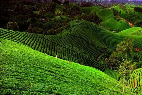龙泉茶叶
