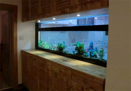 杨子水族馆