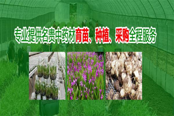 桑黄种植