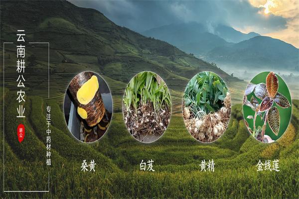 桑黄种植