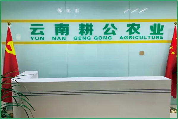 桑黄种植