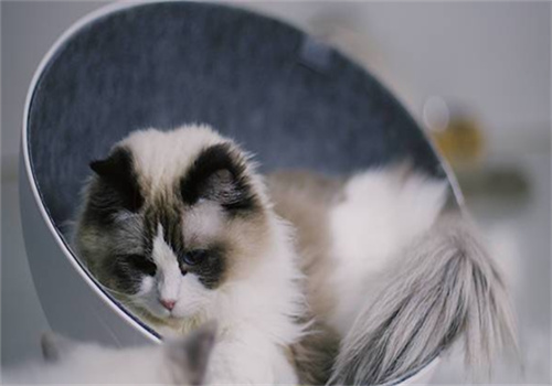许愿仔猫舍