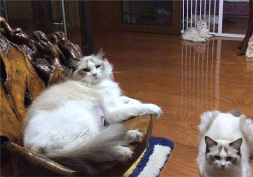 许愿仔猫舍