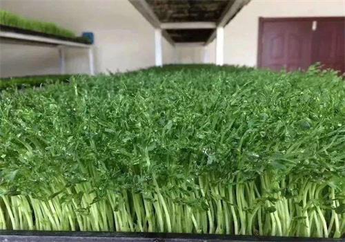 益康园富氧有机芽苗菜