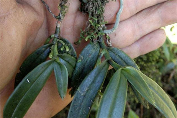 华夏本草铁皮石斛种植