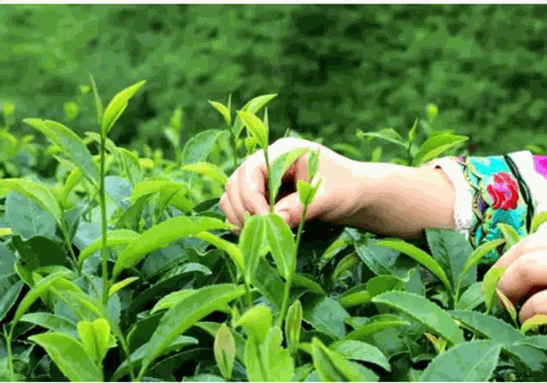 木府贡茶