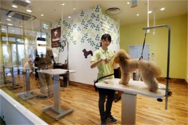 汤姆猫宠物店