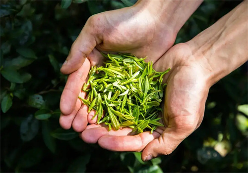 雅境茶业