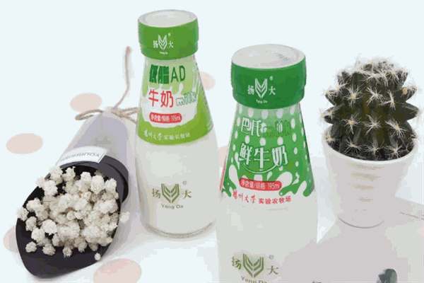 扬大牛奶直销店加盟