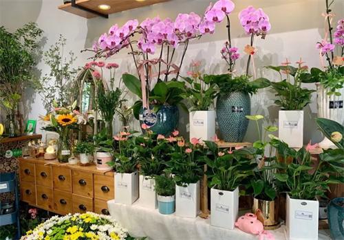 钟爱鲜花平台