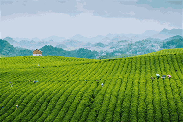 崂浩天茶叶加盟