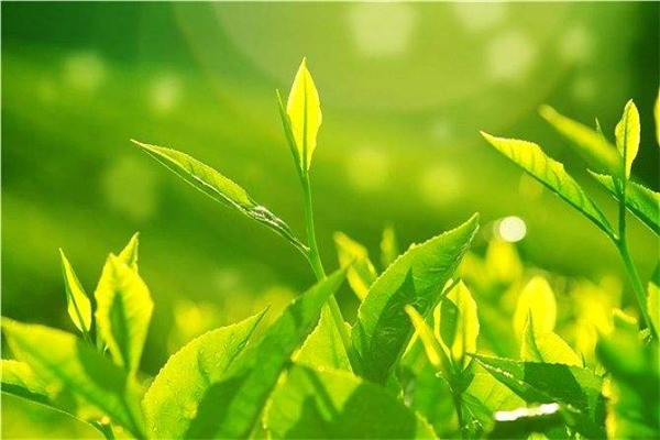 四进茶叶加盟