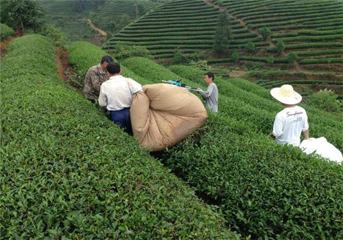 祥华茶业