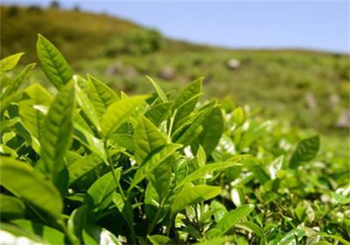 祥华茶业