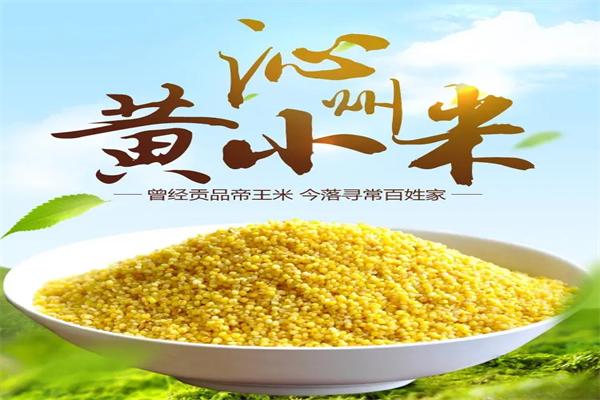 沁州黄小米