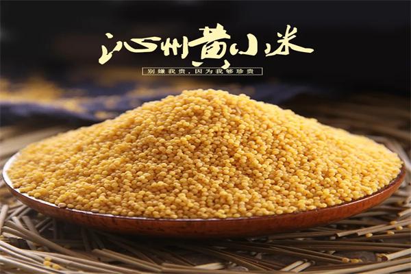 沁州黄小米