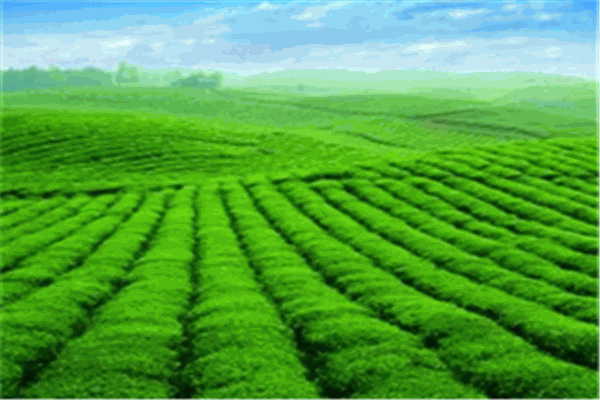 天林茶叶加盟