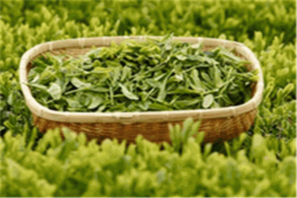 天林茶叶加盟