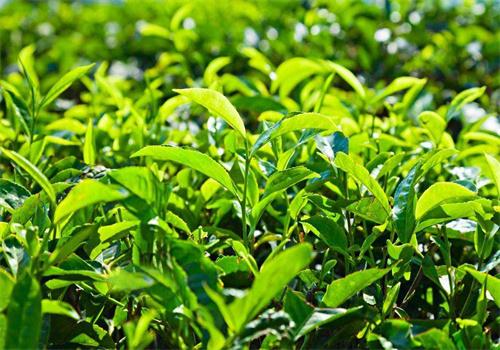 水品元茶业