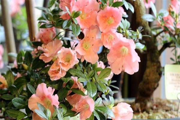 惜梦鲜花