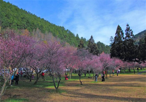 梅花农场