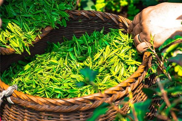 遇见福茶加盟