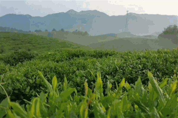 益阳茶叶加盟