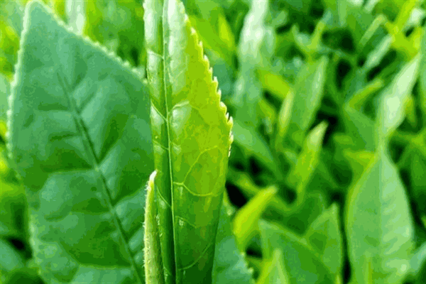 益阳茶叶加盟