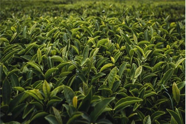 百岩茶业