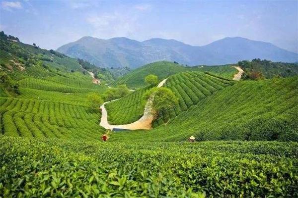 天好茶叶