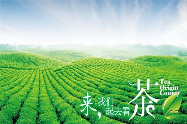 茶母养生会馆加盟