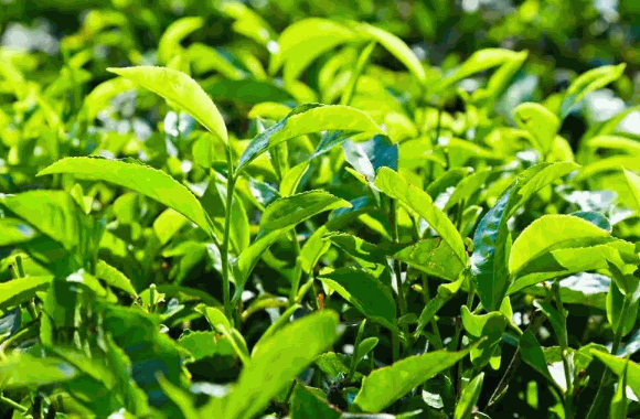 东方武夷茶业