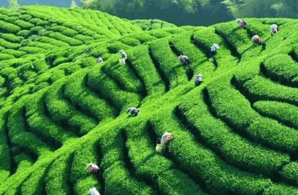 东方武夷茶业