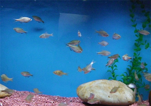 扬子水族馆