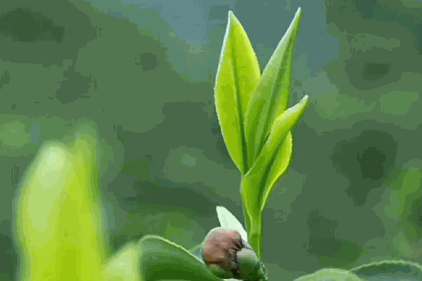 茗腾茶叶