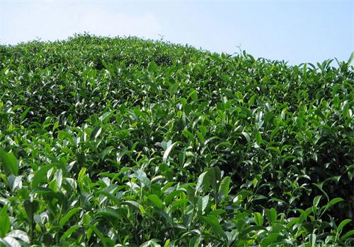 安达茶叶