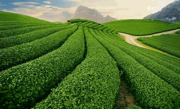 茗腾茶叶