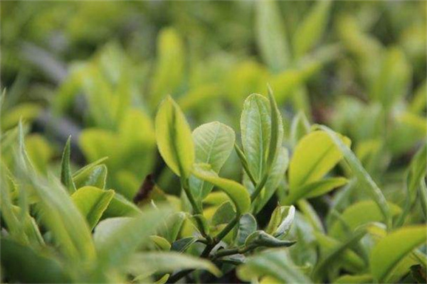 雨林茶叶