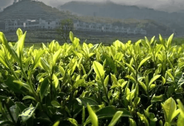 大业茗丰茶叶