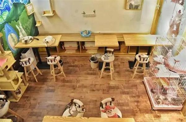 猫咪甜品屋