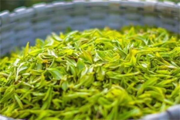 知己茶叶加盟