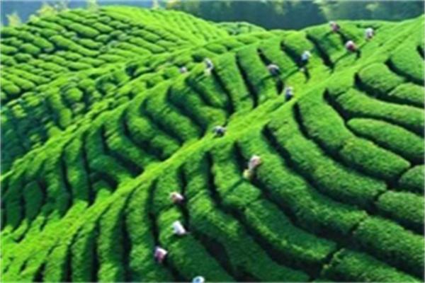 婺源茶叶