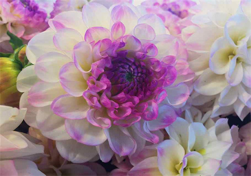 天泽优选花艺